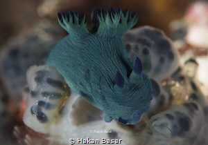 Lunch time ! Nembrotha milleri by Hakan Basar 